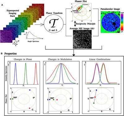 Quantitative melanoma diagnosis using spectral phasor analysis of hyperspectral imaging from label-free slices